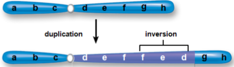 <ul><li><p>inv dup 15 syndrome- inverted duplication of chromosome 15 (isodicentric 15)</p></li><li><p>inversion → segment joins in direction opposite from normal </p></li></ul><p></p>