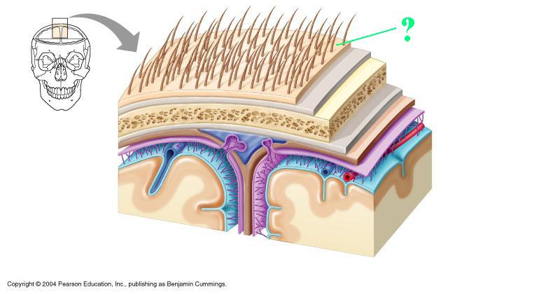 <p>Identify the indicated part of the coverings of the brain</p>