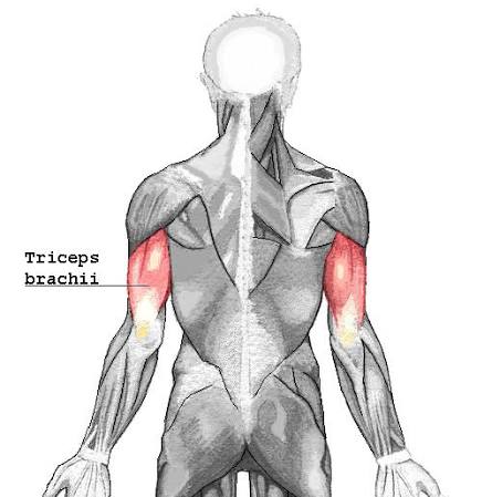 <p>Triceps brachii</p>