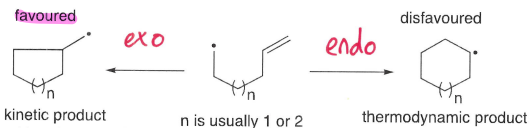<p>Two different products can be formed by reaction of the radical with either side of the double bond.</p><ul><li><p>The exo product is favoured, formed by attack at the more substituted carbon. This is explained by orbital interactions.</p></li><li><p>The endo product forms by attack at the least hindered end.</p></li></ul><p></p>