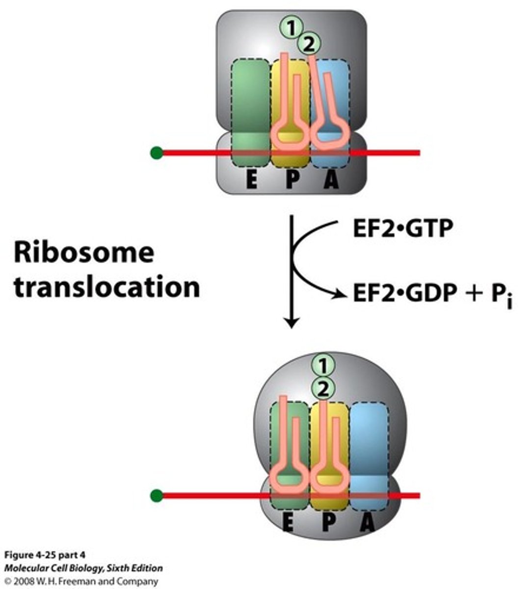 <p>simultaneous movement of two tRNAs with the mRNA by one codon</p>