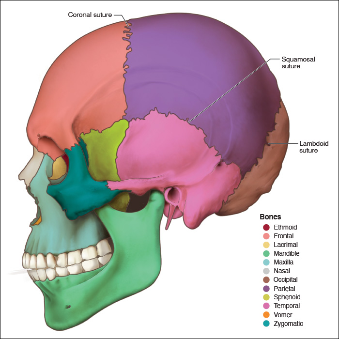 <p>Coronal: Joint between the frontal and parietal bones.</p><p>Lamboidal: Joint between the parietal bones and the occipital bone.</p>