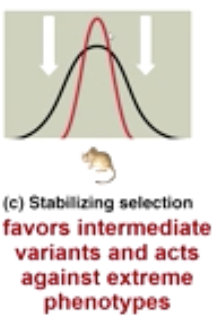 <p>Favors intermediate variants and acts against extreme phenotypes </p>