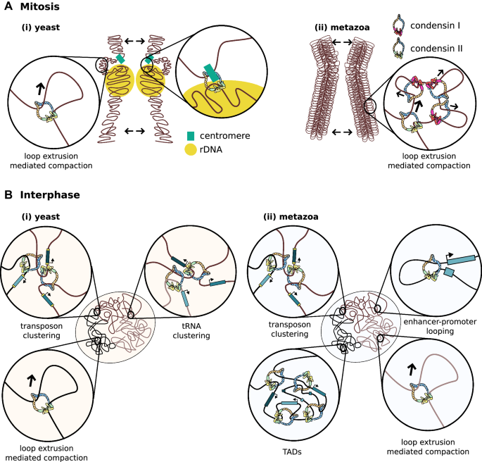 <p>An SMC protein complex that promotes the compaction and organization of duplicated chromosomes into loops and nested loops, helping prepare chromosomes for segregation during mitosis.</p>
