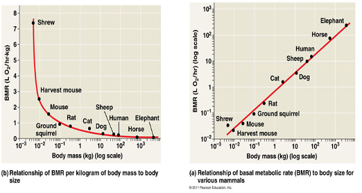 <ul><li><p><strong>Overall</strong>: The total daily energy expended by the entire organism which scales up with larger bodies</p></li><li><p><strong>Mass-specific</strong>: The energy used per unit of body weight which decreases since small animals require a higher metabolic “pace” per gram to live</p></li></ul><p></p>