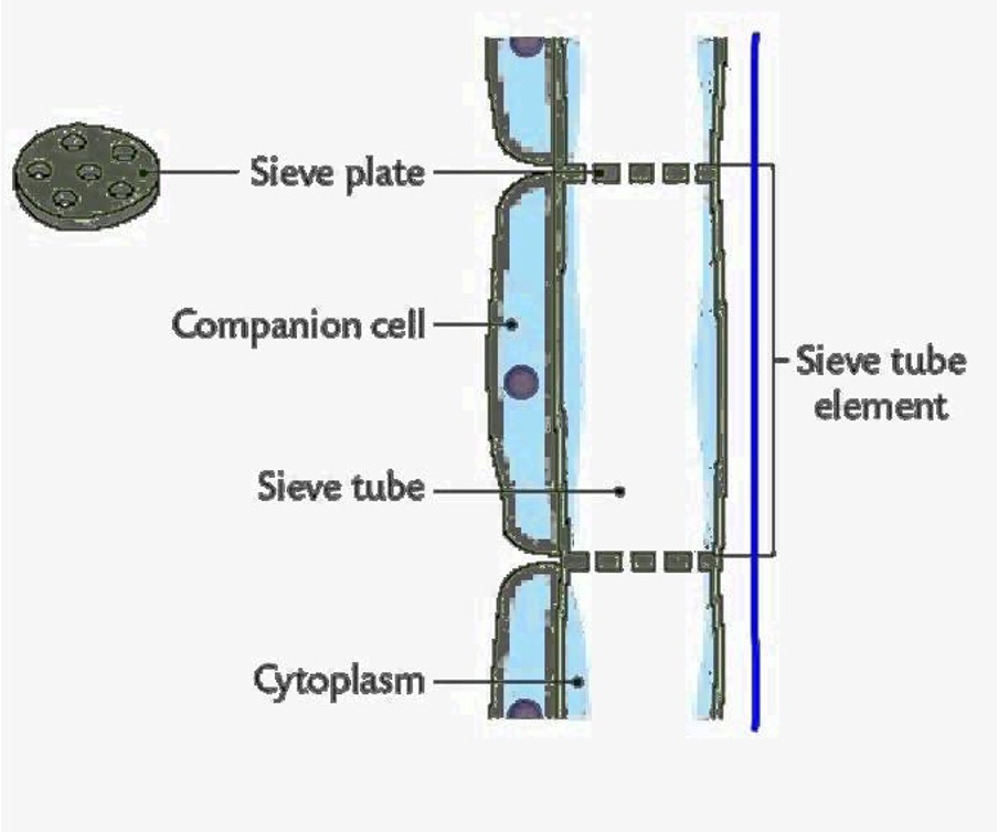 <p>Sieve plate- allow solute to pass through</p><p>Sieve tube elements- very little organelles </p><p>Companion cells carry out functions for sieve tube elements with more organelles</p><p>Linked by plasmodesmata with gaps to allow flow of minerals</p>
