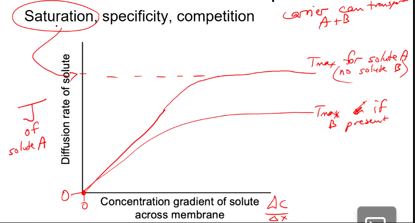 <p>Reaches max rate of transport earlier because all protein carriers are full</p>