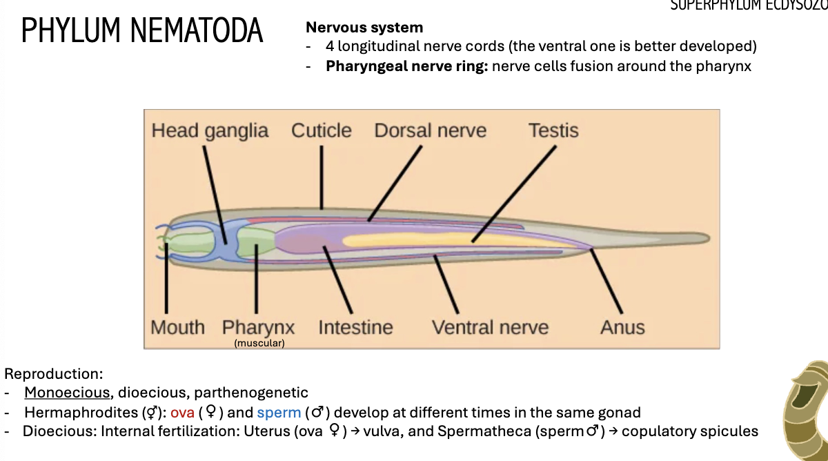 <p>NEMATODA ANATOMY</p>