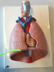 <p>trachea via the left and right bronchi</p>