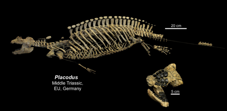 <ul><li><p>middle triassic </p></li></ul><p></p>