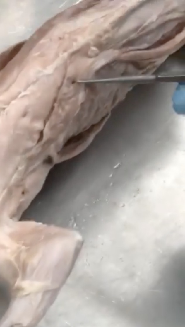 knowt flashcard image