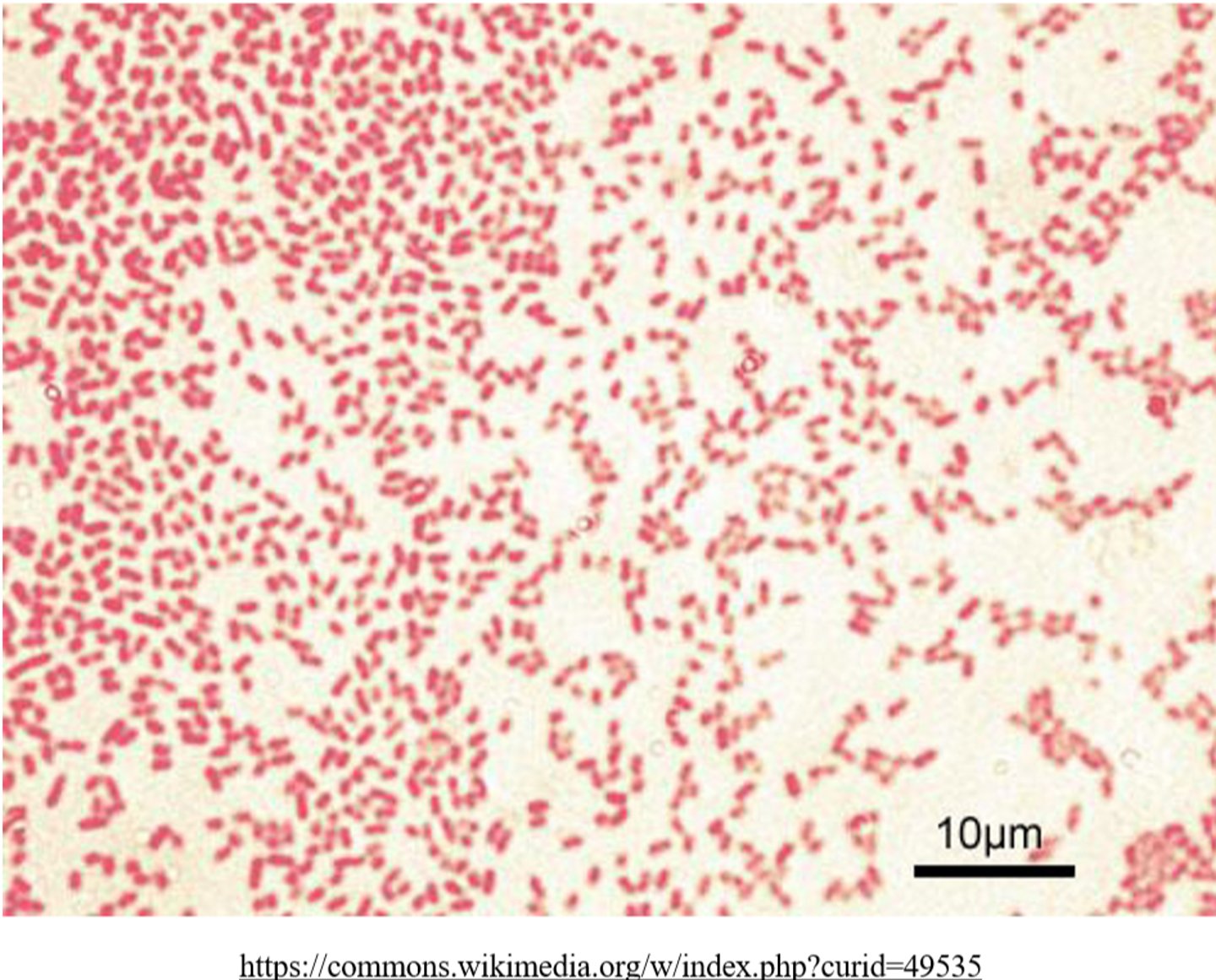 <p>gram negative</p>