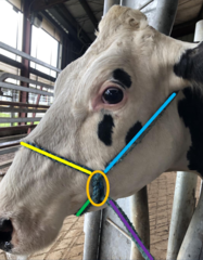 <p>1. head stall = behind both ears</p><p>2. chin piece- coming up under chin through eye loop on left, leading to lead pulling UP on chin</p><p>3. nose piece = located 0.5 way between the commissure of the mouth and the medial aspect of the eye</p>