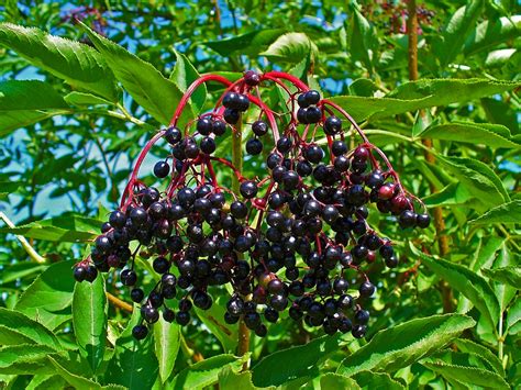 <p>edible hedge</p>