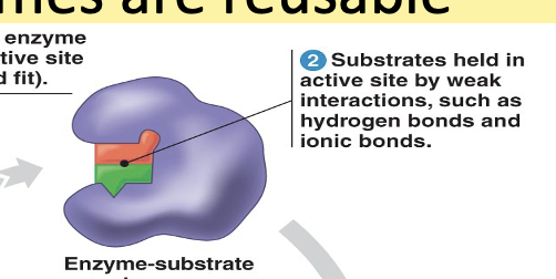 <p><span style="background-color: transparent;">Bind to enzyme’s <strong>active site&nbsp;</strong></span></p>