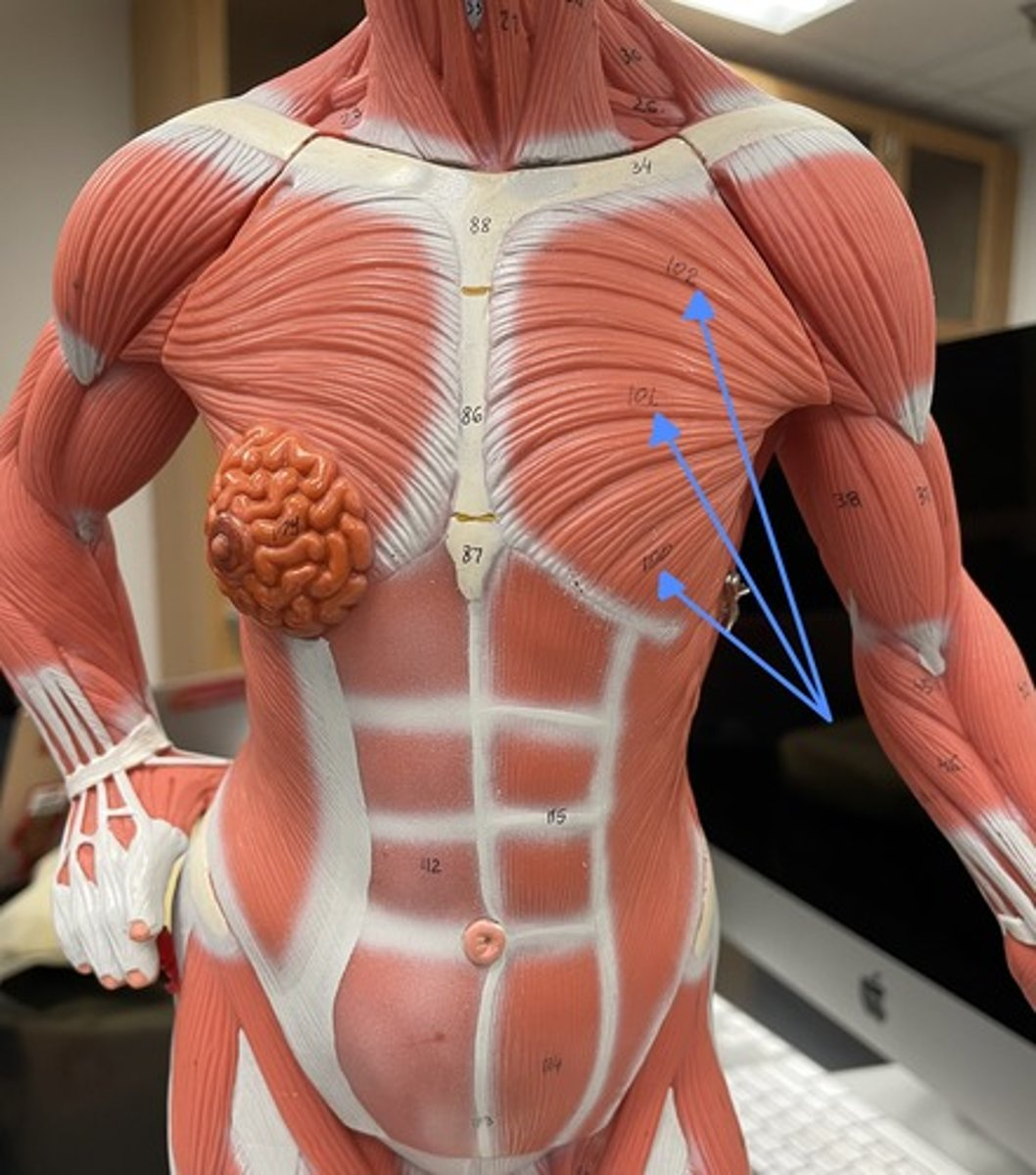<p>pectoralis major</p><p>origin:</p><p>insertion:</p><p>action:</p>