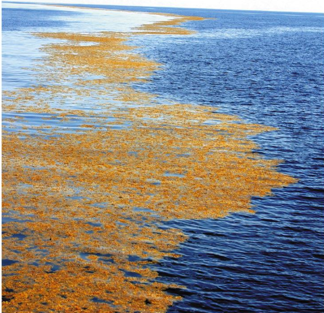 <p>What are these floating orange substances?  </p>