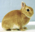 <p>welk type konijn is dit</p>