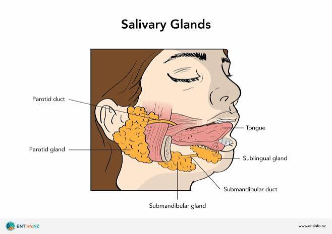 <p>salivary glands</p>