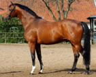 <p>welk type paard is dit</p>