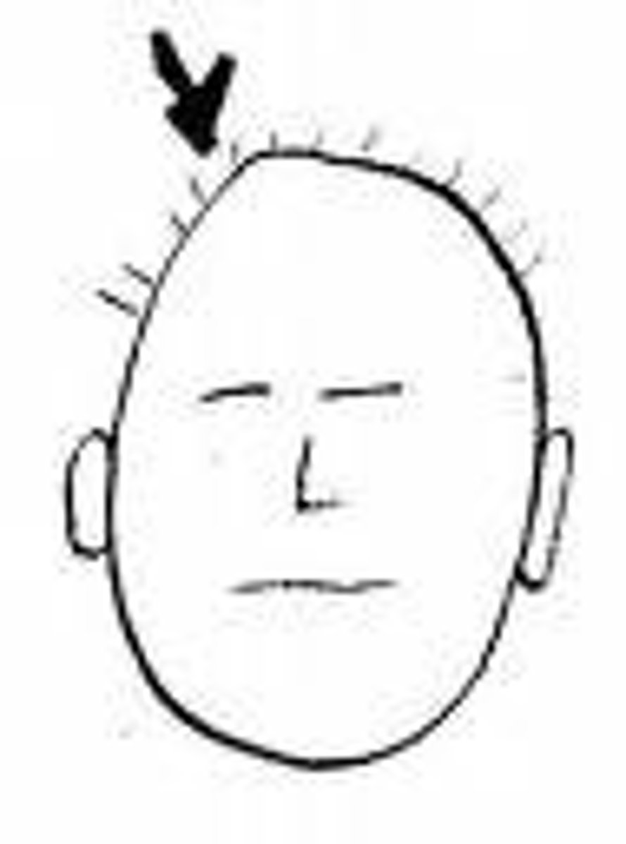 <p>head, hair</p>