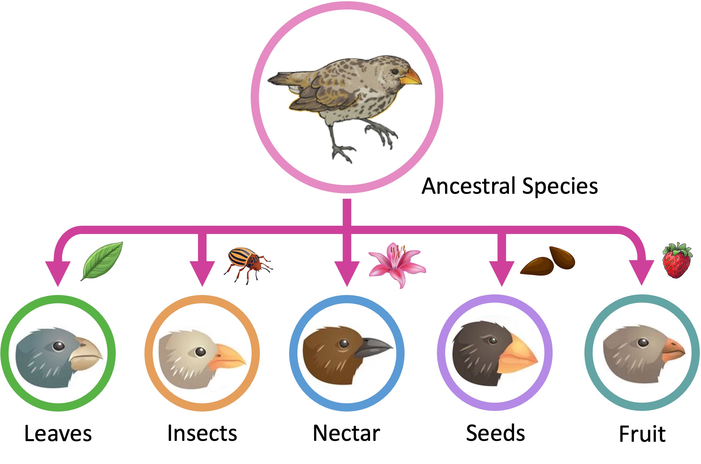 <p>Adaptive radiations </p>