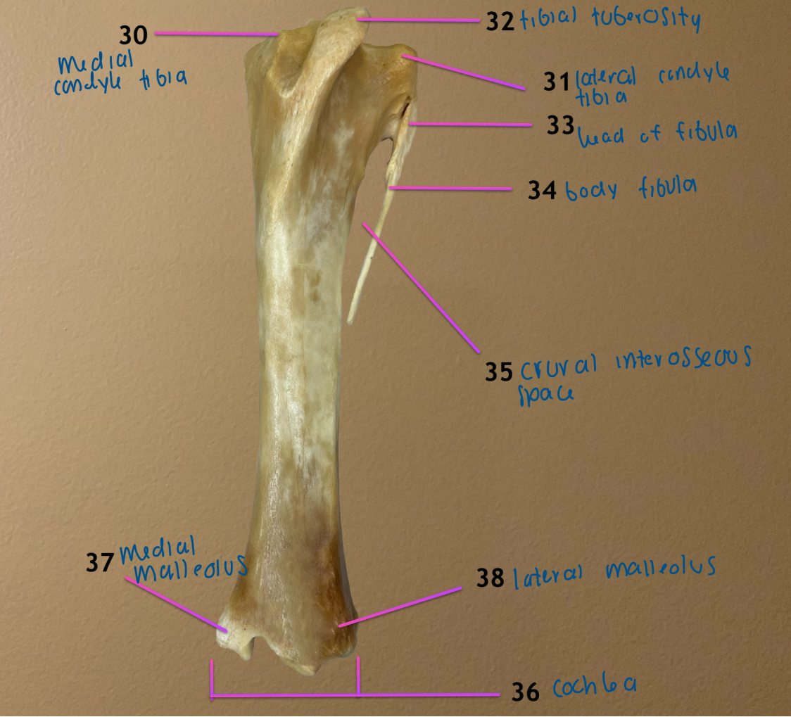 <p>tibia (left, medial) &amp; fibula (rt, lateral, not fully developed in equine)</p><p>.</p><ol start="30"><li><p>medial condyle of tibia</p></li><li><p>lateral condyle of tibia</p></li><li><p>tibial tuberosity</p></li><li><p>head of fibula</p></li></ol><p></p>