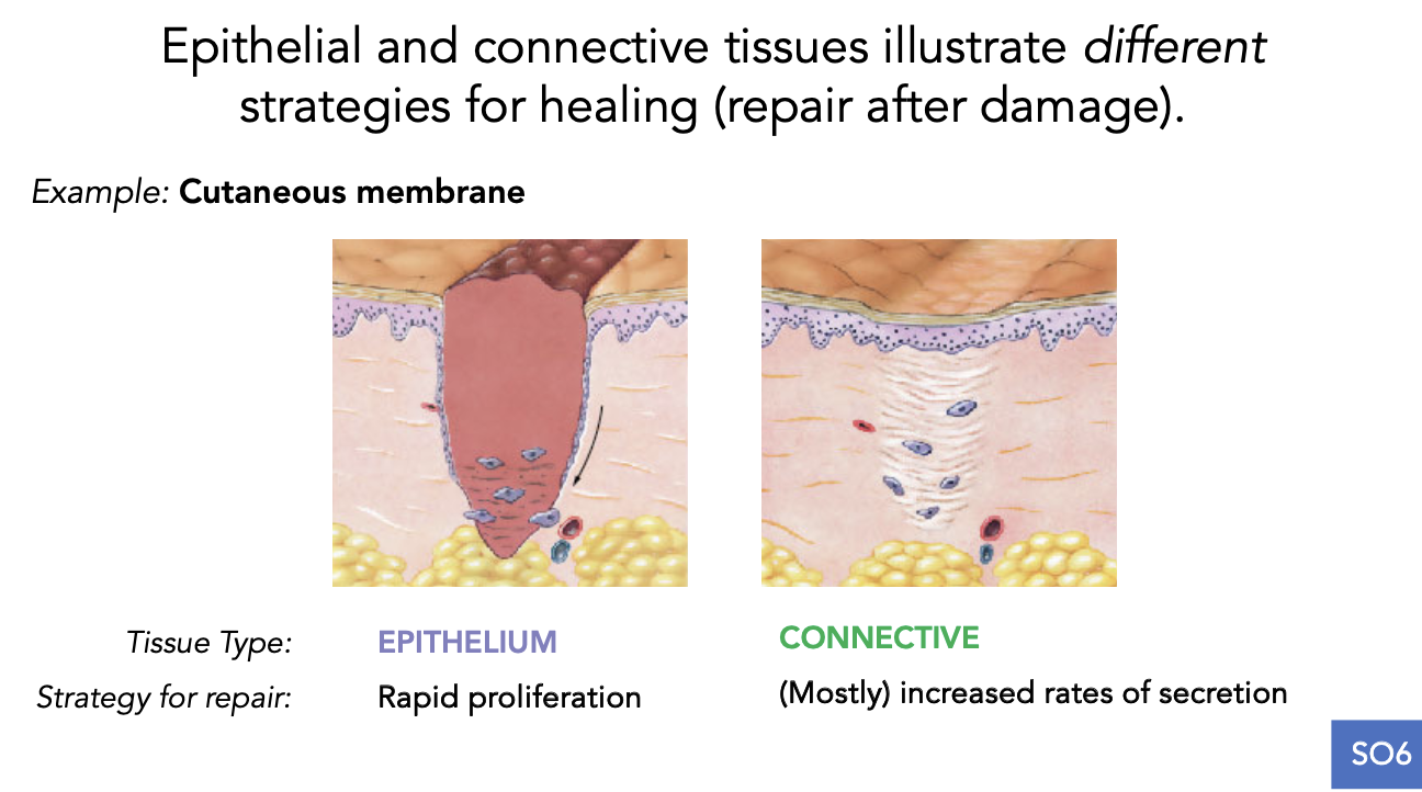 <ul><li><p><span style="background-color: transparent;">Epithelial &amp; connective tissues illustrate different strategies for healing (repair &amp; damage)</span></p><ul><li><p><span style="background-color: transparent;"><em>Tissue type: strategy for repair&nbsp;</em></span></p><ul><li><p><span style="background-color: transparent;">Epithelium: rapid proliferation</span></p></li><li><p><span style="background-color: transparent;">Connective: increased rates of secretion&nbsp;</span></p></li></ul></li></ul></li><li><p><span style="background-color: transparent;">General set of defence mechanisms are activated when a connective tissue is injured</span></p><ul><li><p><span style="background-color: transparent;"><strong>Clot</strong> - forms out of blood tissue</span></p></li><li><p><span style="background-color: transparent;"><strong>Scar </strong>- forms when a dense web of collagen fibres is secreted at the injury site</span></p></li></ul></li></ul><p></p>