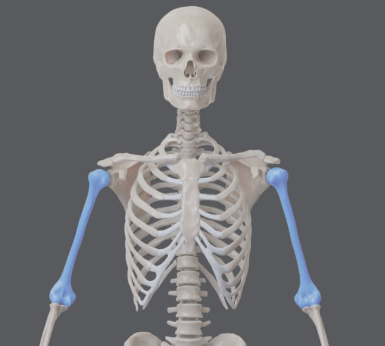 <p><span style="background-color: transparent; font-family: "EB Garamond", serif;"><span>the uppermost and largest bone of the arm, extending from the shoulder to the elbow</span></span></p>