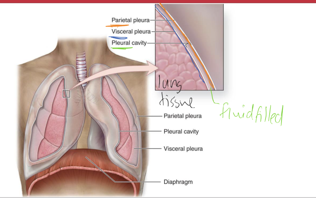 <p><strong><u>parietal pleura </u></strong></p><ul><li><p>most superficial and congruent/inseparable to rib cage (and wall)</p></li></ul><p></p><p><strong><u>Pleural cavity </u></strong></p><ul><li><p>fluid filled in btw <strong>V </strong>and <strong>P pleurae</strong></p></li></ul><p></p><p></p><p><strong><u>Visceral pleura</u></strong></p><ul><li><p> inner lining visceral membrane</p></li></ul><p></p><p></p><p><strong>The purpose:</strong></p><ul><li><p>pleural cavity’s fluid acts like glue (surface tension) b/c when parietal pleura moves due to inspiration so does the pleural cavity and visceral pleura and the lungs</p></li><li><p>this allows increasing of thoracic cavity to allow air to enter </p></li></ul><p></p><p></p><p></p><p></p>
