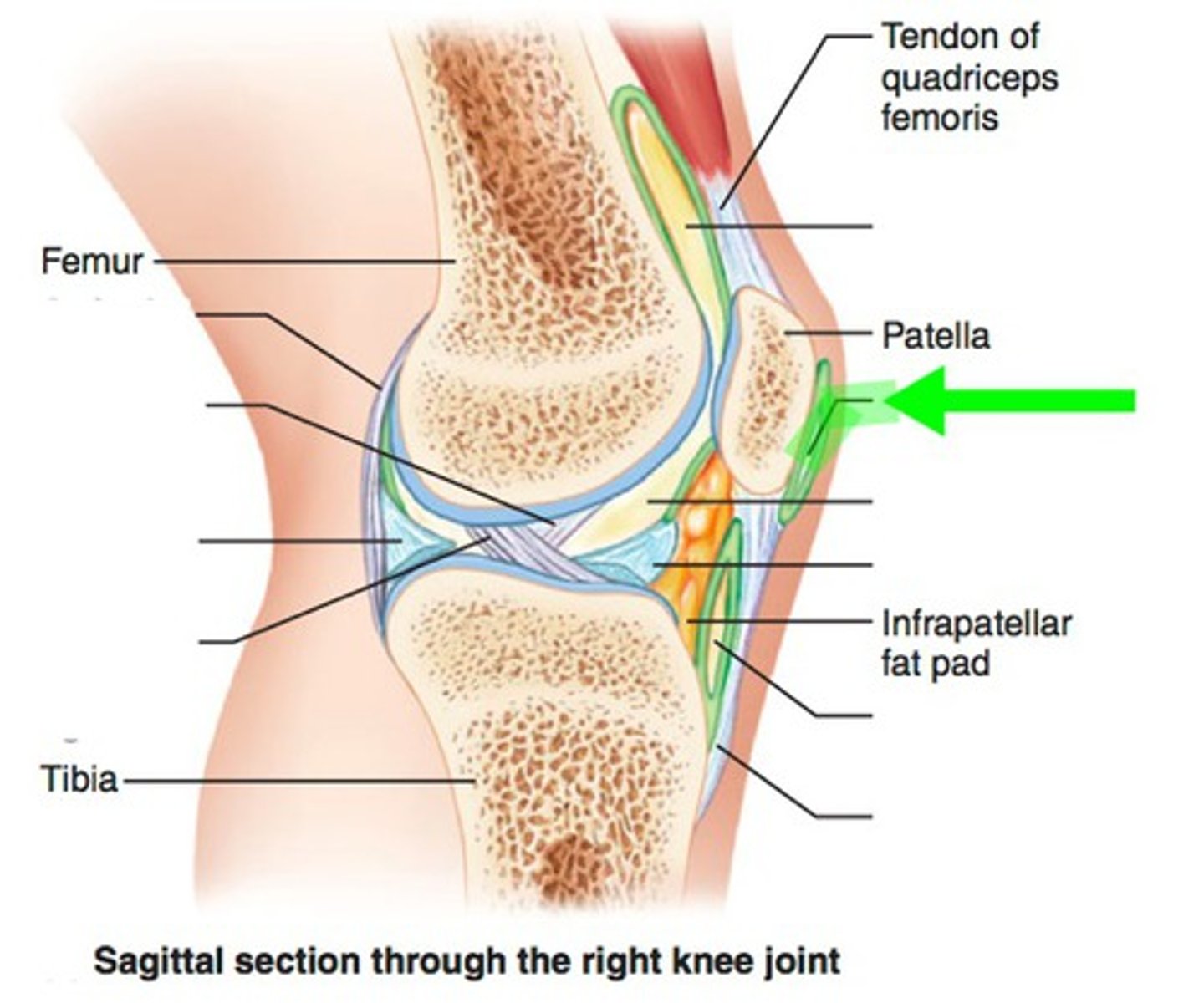 <p>A small fluid-filled sac located in front of the patella. The bursa helps to reduce friction between the skin and the patella during movements.</p>