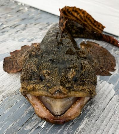 <p>god’s least favorite creature</p>