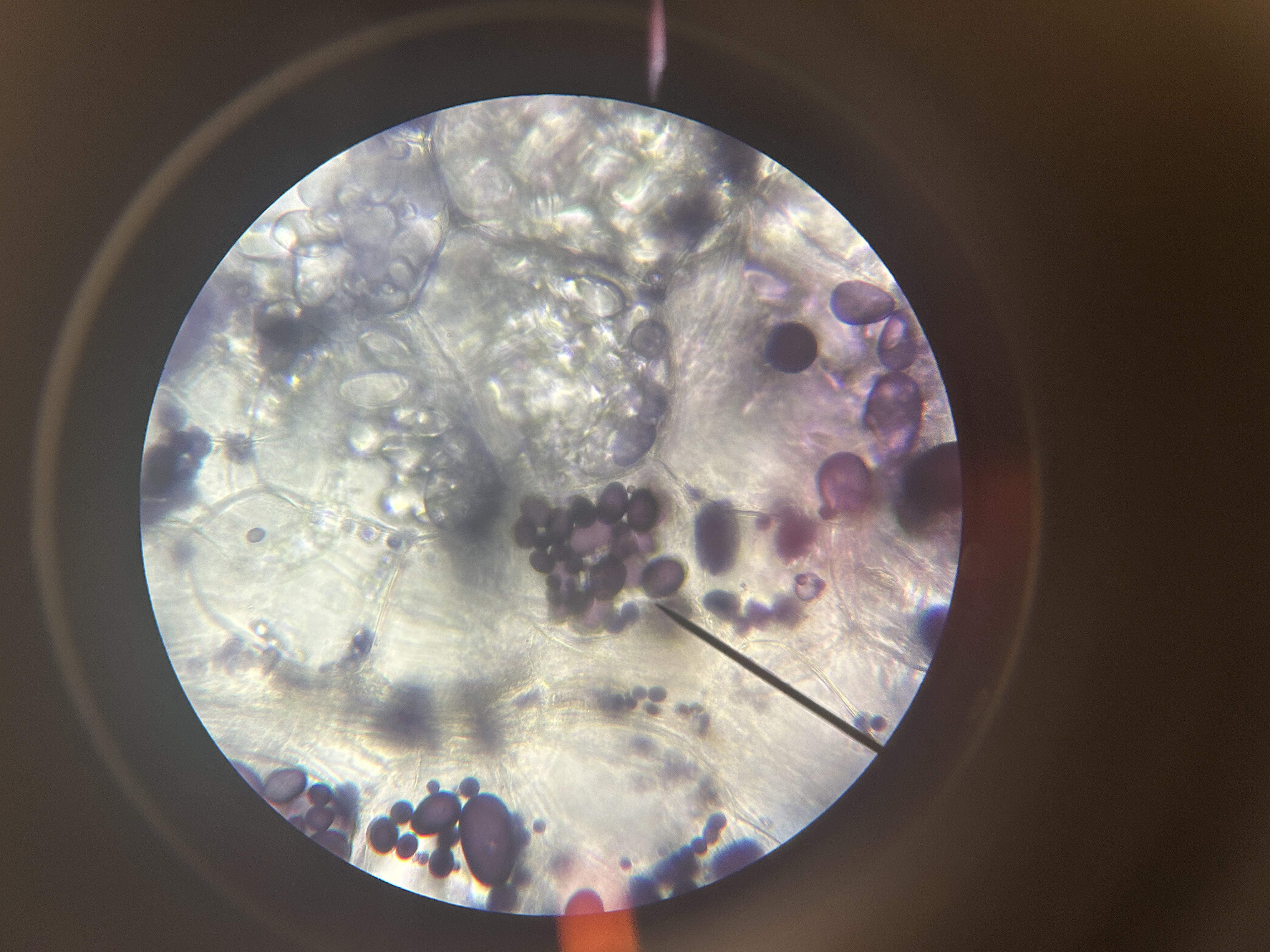 <p>Is this a Prokaryotic or Eukaryotic Cell</p>