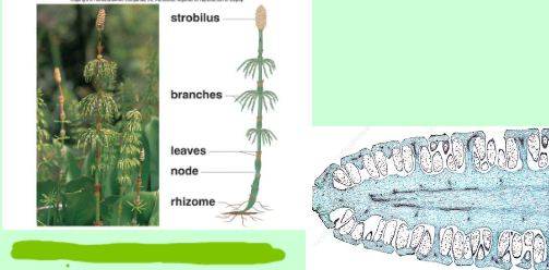 <p>Horsetail (monilophyta)</p>