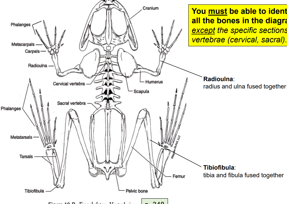 <p>radius and ulna fused together </p>