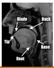 <p>Blade (body), back, tip (apex), base, root </p>