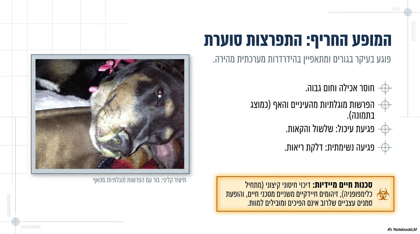 <ul><li><p><strong>סימנים כלליים ונשימתיים/עיכוליים:</strong> המופע החריף נפוץ בעיקר בגורים ומאופיין בחוסר אכילה (אנורקסיה), חום גבוה, הפרשות מהעיניים ומהאף (כפי שניתן לראות היטב באיור 1 – הפרשה רירית-מוגלתית סמיכה מהנחיריים), שלשולים, הקאות ודלקת ריאות חריפה.</p></li><li><p><strong>הדיכוי החיסוני הראשוני:</strong> בשלבים המוקדמים של המחלה נצפית <strong>לימפופניה בלבד</strong> (מחסור חמור בלימפוציטים) המבטאת דיכוי חיסוני קשה.</p></li><li><p><strong>הסכנה בזיהומים משניים:</strong> הדיכוי החיסוני חושף את הכלב לזיהומים משניים בחיידקים נפוצים, המהווים סכנת חיים ממשית בפני עצמם.</p></li><li><p><strong>סימנים עצביים:</strong> בחלק מהמקרים מתפתחים סימנים עצביים (שבדרך כלל אינם הפיכים) המובילים למוות באחוזים גבוהים</p></li></ul><p></p>