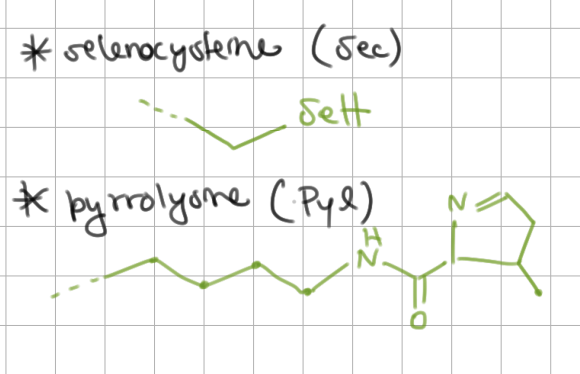 <p>Exceptions to the genetic code</p><ol><li><p><strong>selenocysteine</strong> (<strong>Sec</strong>) = “21st amino acid”</p><ul><li><p>codon = <u>UGA</u></p></li></ul></li><li><p><strong>pyrrolysine</strong> (<strong>Pyl</strong>) = “22nd amino acid”</p><ul><li><p>codon = <u>UAG</u></p></li></ul></li></ol><p></p><ul><li><p>downstream sequences are needed in order to incorporate these</p></li><li><p>found in specialty enzymes</p></li></ul><p></p>