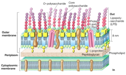 <p></p><ul><li><p>Carbohydrate chain<br>= een keten van suikers</p><ul><li><p>buitenste deel van LPS op outer membrane van Gram-negatieve bacteriën</p></li><li><p>steekt letterlijk naar buiten uit de bacteriën en maakt zo contact met omgeving/gastheer</p></li></ul></li><li><p>Kan bijdragen aan hechting doordat suikergroepen kunnen <strong>interageren met receptoren</strong> of structuren op gastheercellen of slijm.</p></li><li><p>De <strong>suikersamenstelling en volgorde</strong> van die keten verschilt enorm.</p></li></ul><p></p><p>→ antigen </p><p>= iets dat het afweersysteem kan herkennen</p><p></p>