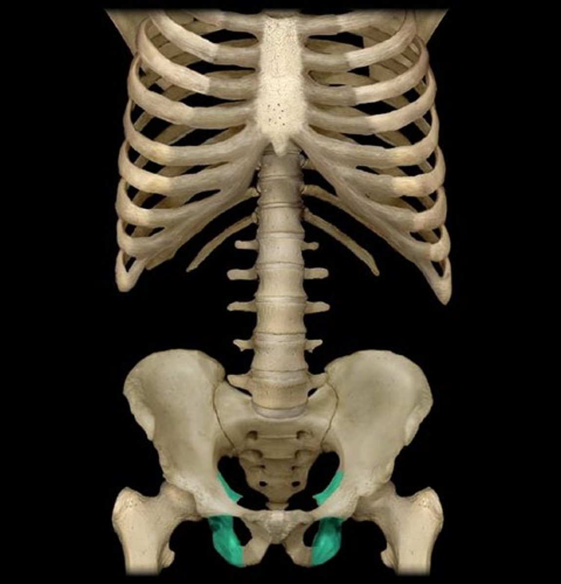 <p>- Curved bone forming the base of each half of the pelvis.</p>
