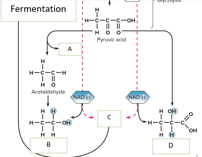 <p>what belongs in Box D</p>