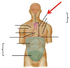 <p>area between the lungs containing the heart, aorta, venae cavae, esophagus, and trachea</p>