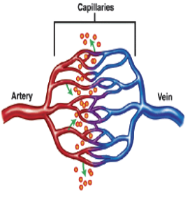 <ul><li><p>tiny blood vessels with very thin walls (one cell thick)</p></li><li><p>blood cells travel single file</p></li><li><p>capillaries link arteries and veins together</p></li><li><p>carry oxygenated and deoxygenated blood</p></li><li><p>site of gas exchange</p></li></ul><p></p>