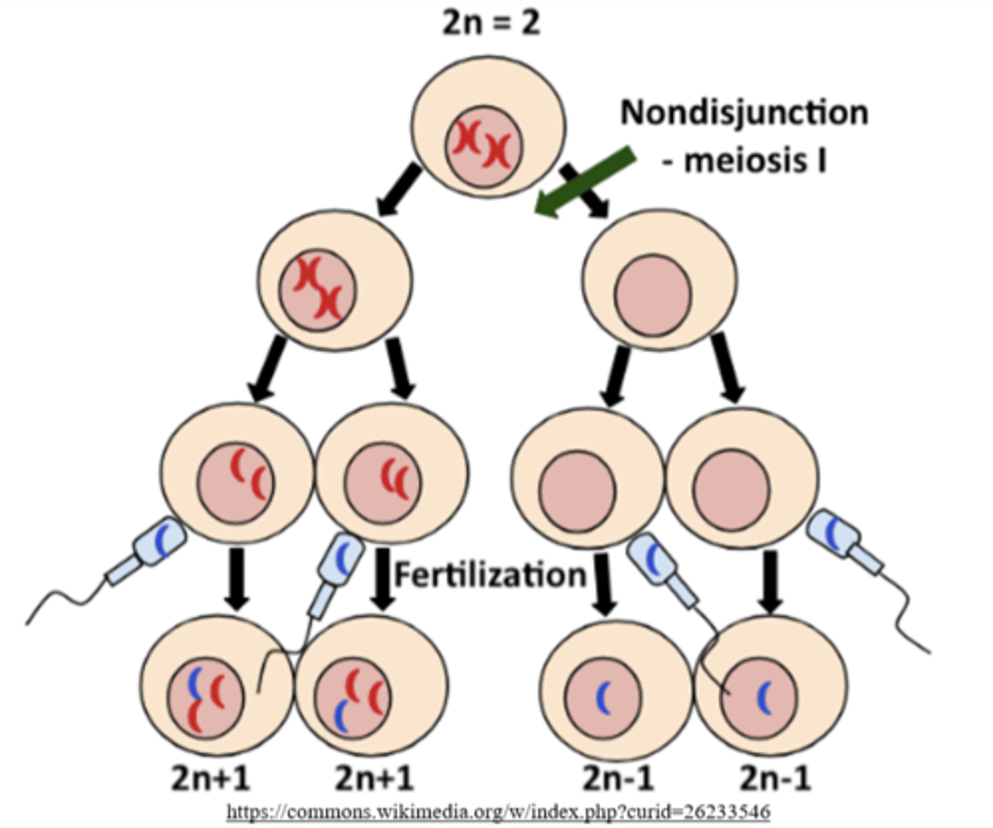 <p>n+1, n+1, n-1, n-1</p>