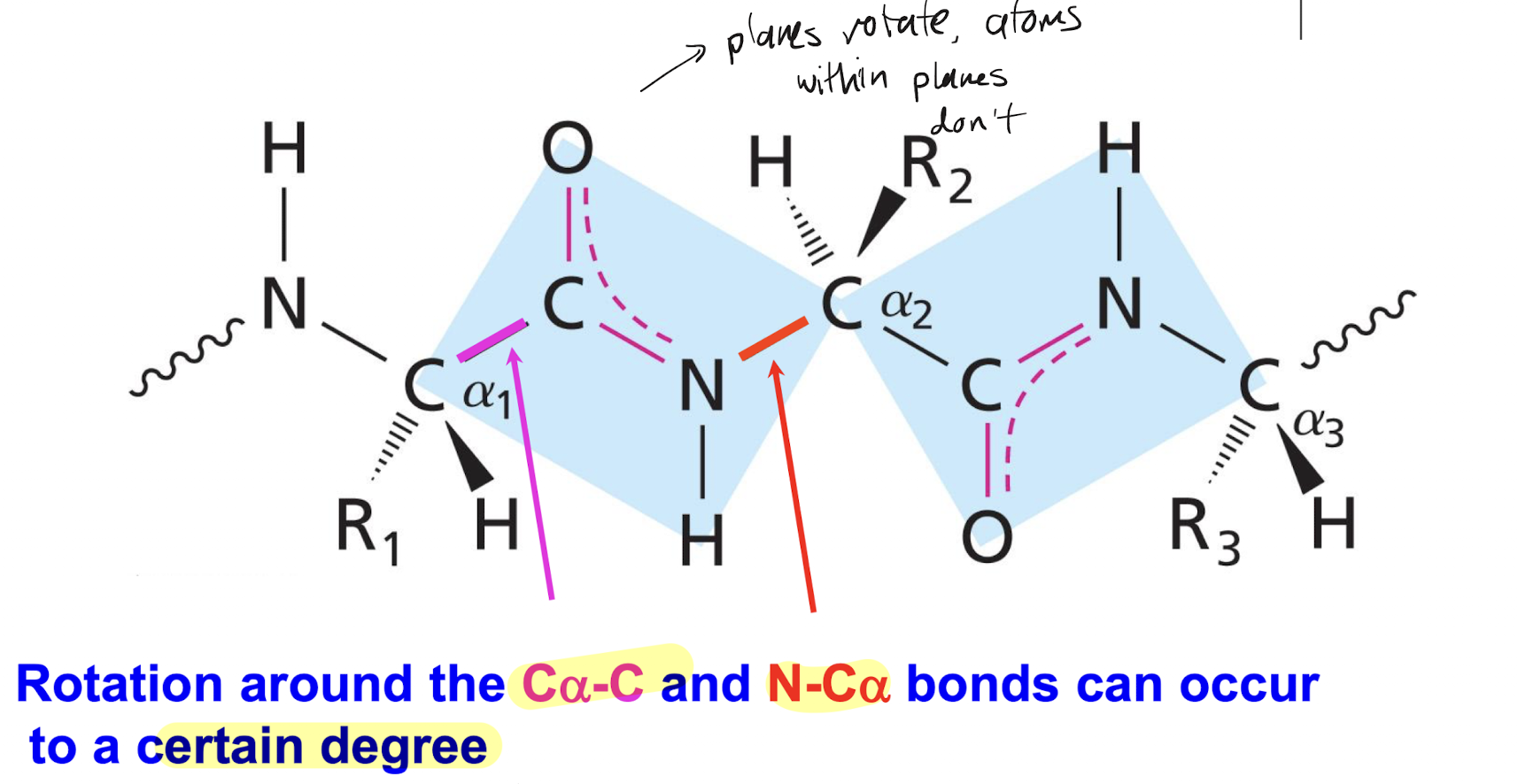 <p>Alpha carbon - peptide carbon, alpha carbon - peptide nitrogen (backbone bonds). To limited extent, only a couple of folding conformations (helices, strands, sheets, loops) because of steric hindrance</p>