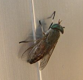 <p>Diptera</p>