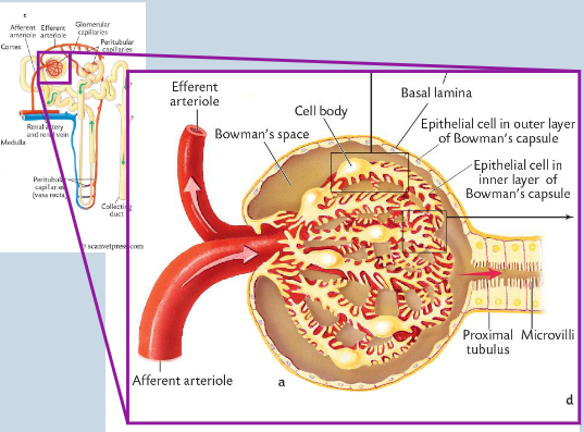 <p>is composed of three layers:</p><p>1. E<span style="color: purple;">ndothelium of glomerular capillaries</span> - Endothelium - Pores/fenestrae (70-100 nm) - Solutes, plasma proteins and fluid can pass through, but n<span style="color: purple;">ot blood cells.</span></p><p>2. <span style="color: purple;">Basement membrane/basal lamina</span> - gelatinous matrix of glycoproteins and collagen that <span style="color: purple;">restrict plasma proteins from flowing out</span>.</p><p>3. <span style="color: purple;">Epithelial cells of Bowman’s Capsule</span> (podocytes).</p><ul><li><p>Wrapped around capillaries.</p></li><li><p>Gaps between “feet” or slit pores serve as further barrier to proteins (40 nm).</p></li><li><p>Movement of protein also preve<span style="color: purple;">nted by charge </span>– plasma proteins are negative as is filter.</p></li><li><p>Therefore – protein in urine is always pathological</p></li></ul><p></p><p>These three layers serve as a <span style="color: purple;">sieve/filtration</span> barrier that has selective permeability</p>
