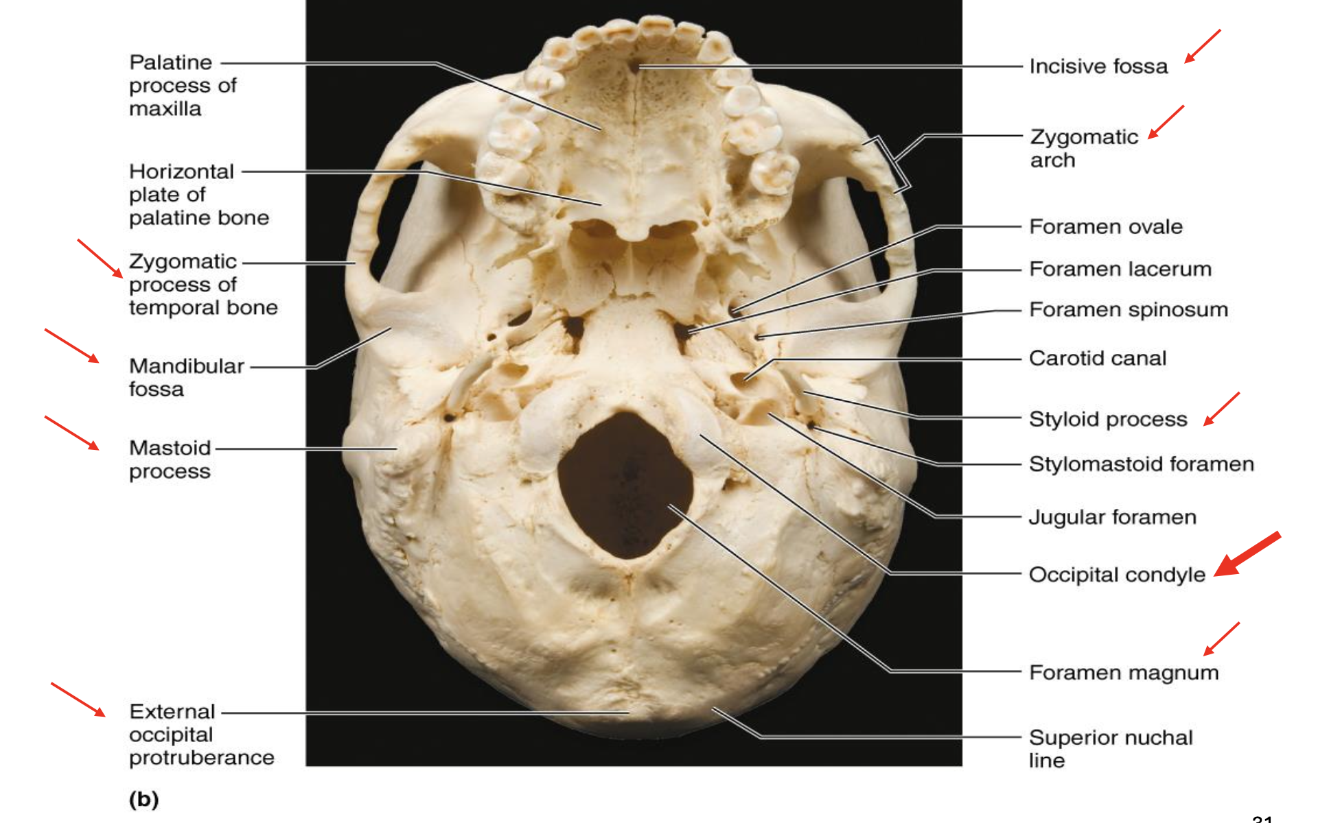 knowt flashcard image