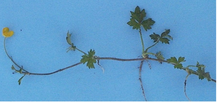 <p><strong>Plant family:</strong> Ranunculaceae<br><strong>Life cycle:</strong> Perennial<br><strong>Key persistence / spread:</strong> Stolons rooting at nodes<br><strong>Farming systems:</strong> Wet or poorly drained pastures</p><p><strong>How to identify</strong></p><p>It is a low‑growing perennial that spreads aggressively through above‑ground runners. These stolons root at nodes, allowing the plant to rapidly colonise open pasture.</p><p>Leaves are trifoliate, with the middle leaflet on a longer stalk than the side leaflets. Leaf edges are toothed, and leaves are carried on long petioles.</p><p>Flowers are shiny, bright yellow, and produced singly on long stalks above the foliage. Plants prefer damp soils and are commonly found in pugged paddocks.</p><p>The presence of runners is the key feature separating creeping buttercup from giant buttercup.</p>