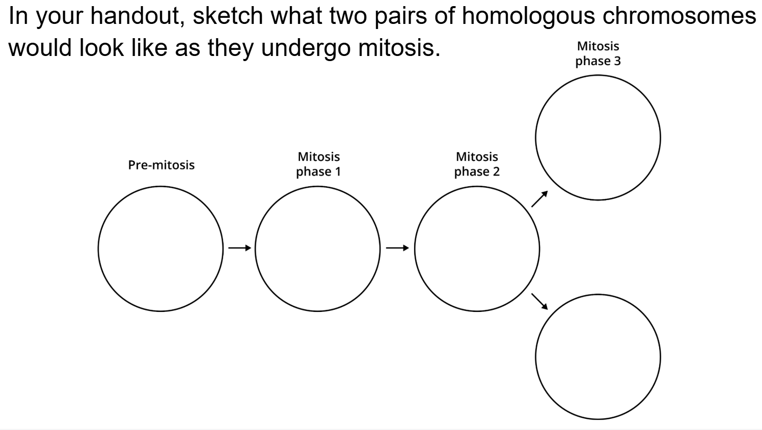 <p><span style="background-color: transparent;">Pre-mitosis would be …..phase and could be interpreted as G0 or G1 phase (when the cell is …. actively replicating or dividing), </span></p><p><span style="background-color: transparent;">…. phase (when the chromosomes are being replication),</span></p><p><span style="background-color: transparent;"> or ….  phase (<strong>afte</strong>r replication).</span></p><p><span style="background-color: transparent;"> Similarly, the model is aligned with the steps described in the readiness reading: </span></p><p><span style="background-color: transparent;">DNA replication → ….. → Middle (→ Apart) → two cells.</span></p><p><span style="background-color: transparent;">If you could observe the chromosomes in the pre-mitosis cell, what would they look like?</span></p><ol><li><p><span style="background-color: transparent;">The two pairs of homologous chromosomes are lined up in the middle of the cell.</span></p></li><li><p><span style="background-color: transparent;">The two pairs of homologous chromosomes resemble a ball of yarn.&nbsp;</span></p></li><li><p><span style="background-color: transparent;">The two pairs of homologous chromosomes resemble grains of rice randomly positioned in the cell.</span></p></li><li><p><span style="background-color: transparent;">The two pairs of homologous chromosomes are separated on either end of the cell.</span></p></li></ol><p></p><p>***<span style="background-color: transparent;">&nbsp;Cells in ….. could be before, during, or after replication. Regardless, in interphase, the DNA is not ….. and will look like a ball of yarn.</span></p><p></p><p><span style="background-color: transparent;">Which model do you think best represents the chromosomes in the <strong>mitosis phase 1 cell</strong>?</span></p><ol><li><p><span style="background-color: transparent;">8 grains of rice randomly distributed in pairs throughout the cell</span></p></li><li><p><span style="background-color: transparent;">8 grains of rice randomly distributed individually throughout the cell</span></p></li><li><p><span style="background-color: transparent;">4 grains of rice randomly distributed in pairs throughout the cell</span></p></li><li><p><span style="background-color: transparent;">4 grains of rice randomly distributed individually throughout the cell</span><br>******<span style="background-color: transparent;">Mitosis phase 1 represents ….., during which replicated chromosomes …...</span></p></li><li><p><span style="background-color: transparent;">- In the model where a single grain of rice represents a single chromatid, option …. is the best answer. </span></p></li><li><p><span style="background-color: transparent;">- In the model where a single grain of rice represents a replicated chromosome, option … is the best answer. </span></p></li></ol><p></p><p><span style="background-color: transparent;">What is happening to the chromosomes between mitosis phase 2 and mitosis phase 3? Select all that apply.</span></p><ol><li><p><span style="background-color: transparent;">One DNA double-helix from each replicated chromosome is moving into each new cell.</span></p></li><li><p><span style="background-color: transparent;">One replicated chromosome from each homologous pair is moving into each new cell.</span></p></li><li><p><span style="background-color: transparent;">Two DNA double-helices from each replicated chromosome are moving into each new cell.</span></p></li><li><p><span style="background-color: transparent;">One chromatid from each replicated chromosome is moving into each new cell.</span><br></p></li></ol><p>***<span style="background-color: transparent;">Mitosis ends with two cells that each have the same number of chromosomes as the original parent cell. ….., chromatids, each of which is an DNA-double helix, are what separate at the end of mitosis.</span></p><p><br></p>